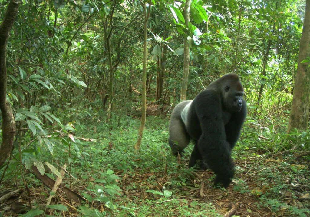 Afi Mountain Wildlife Sanctuary, Cross River State