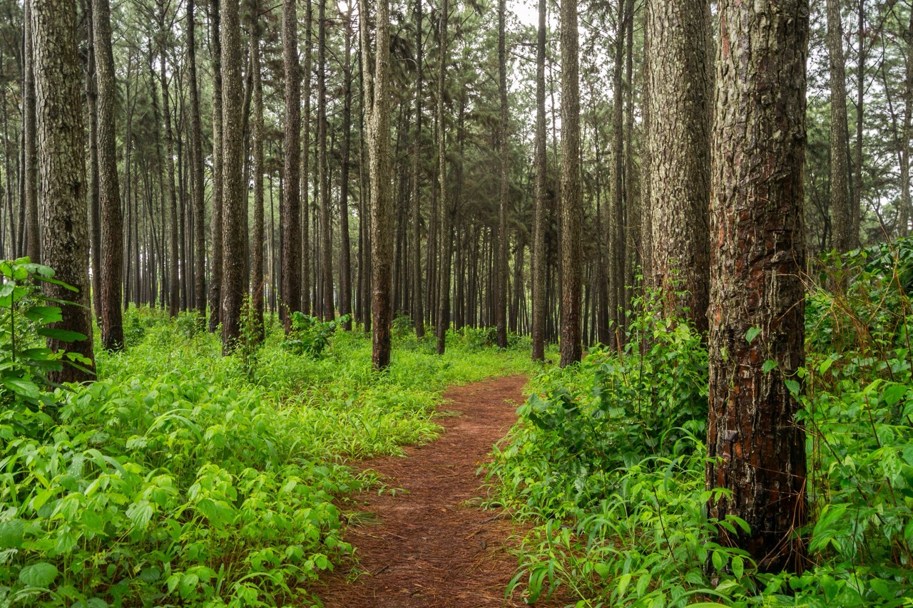 Ngwo Pine Forest and Cave, Enugu State