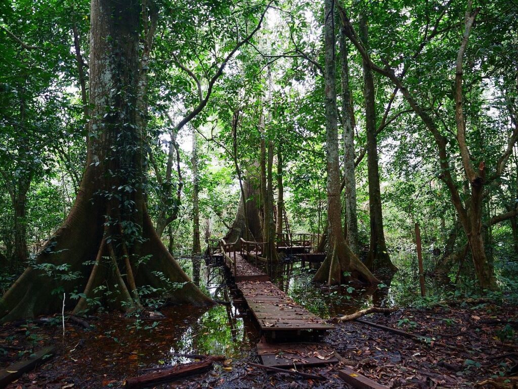Okomu National Park, Edo State