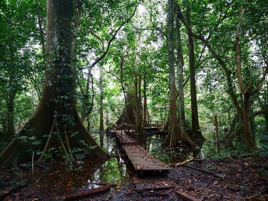 Okomu National Park, Edo State